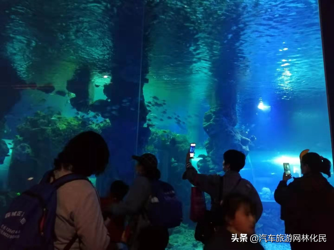 春游正当时丨临沂极地海洋世界迎来春季团队游小高峰