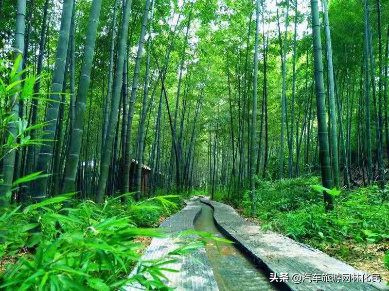 美丽的日照竹洞天风景区